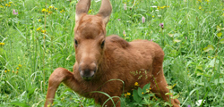 http://tonkosti.ru/show.php?id=5153416
