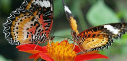 http://tonkosti.ru/show.php?id=1814451